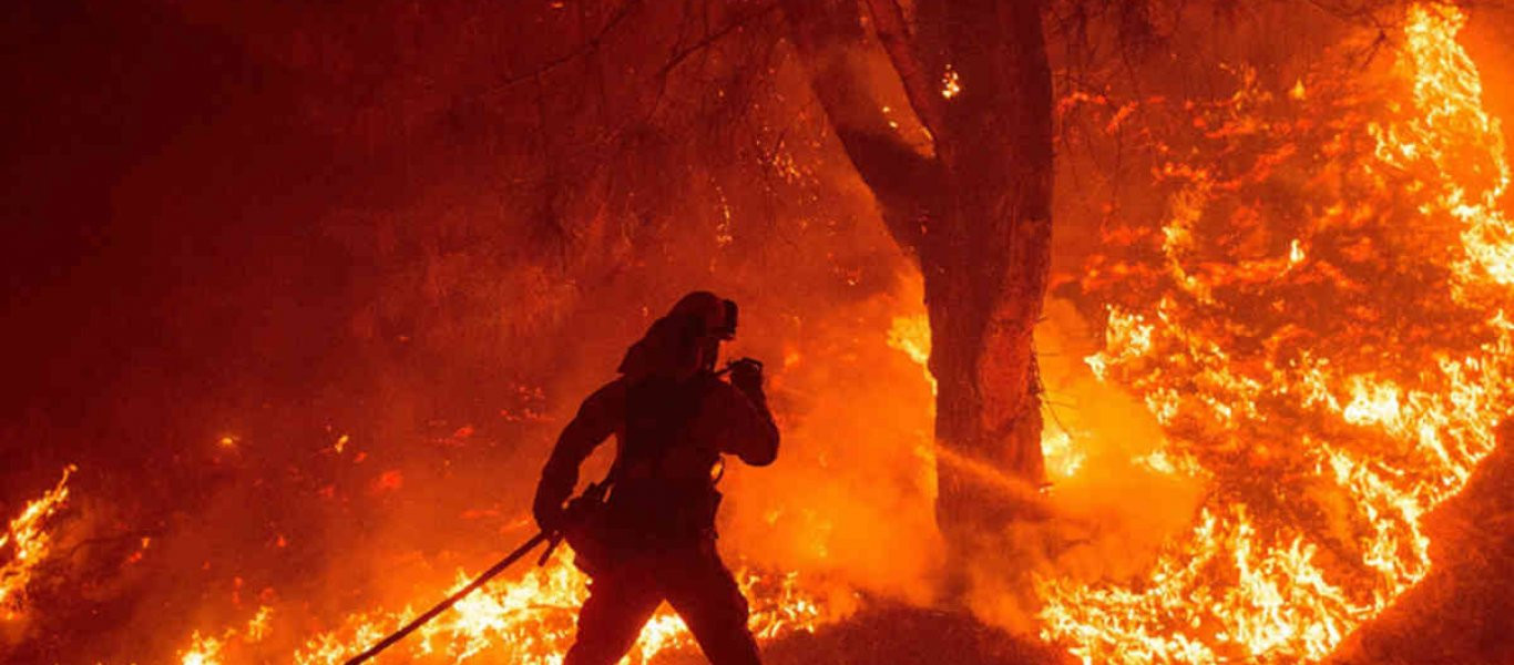 Νεκρά πολλά άγρια ζώα από τις πυρκαγιές - Κίνδυνος να χαθούν κάποια είδη